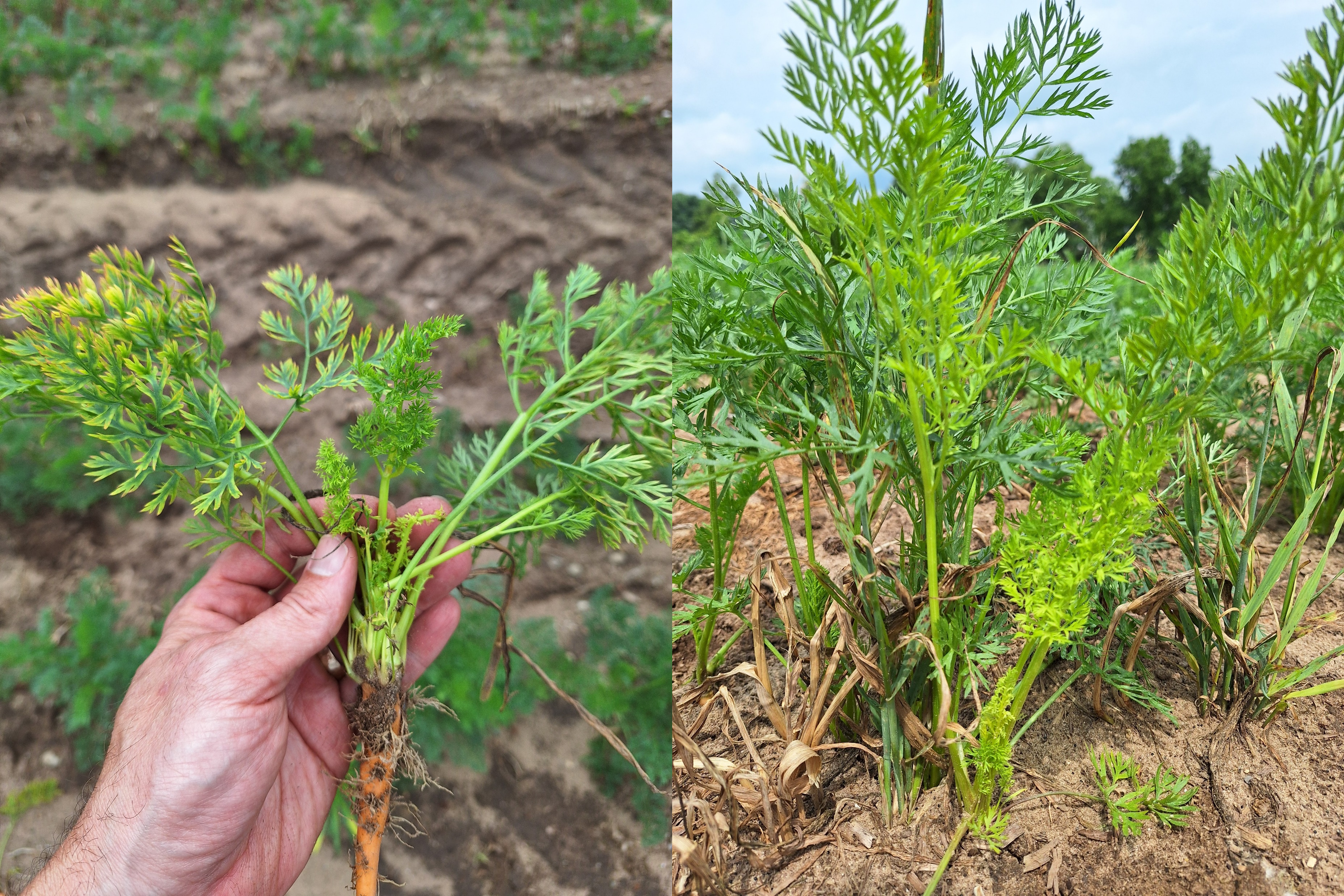 Yellows symptoms in carrots.